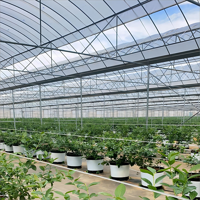 Film multi-span greenhouse