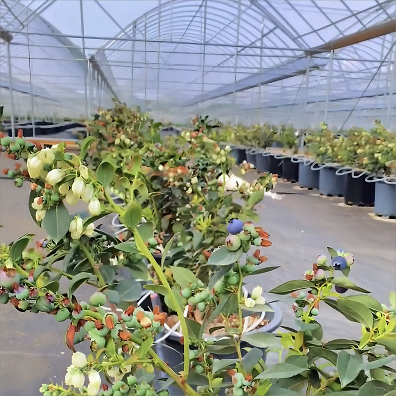 Film multi-span greenhouse