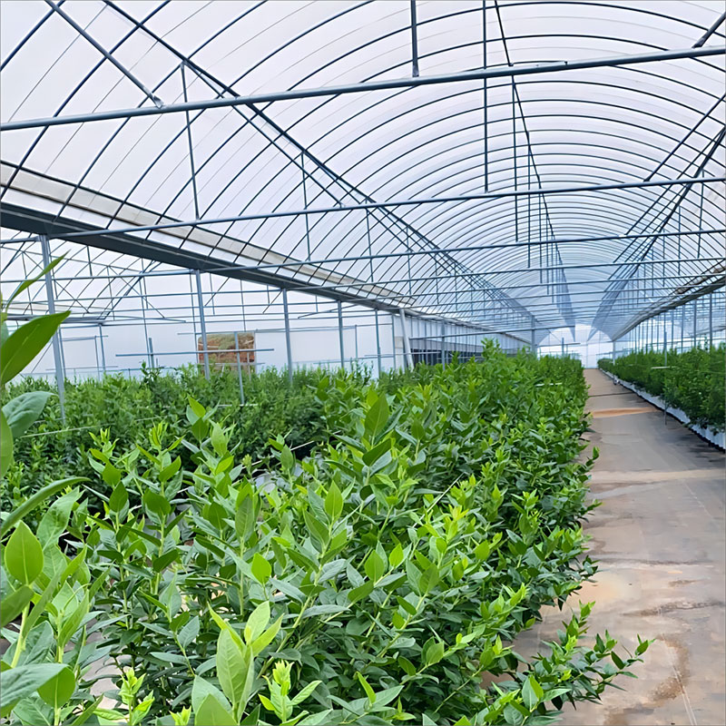 Film multi-span greenhouse