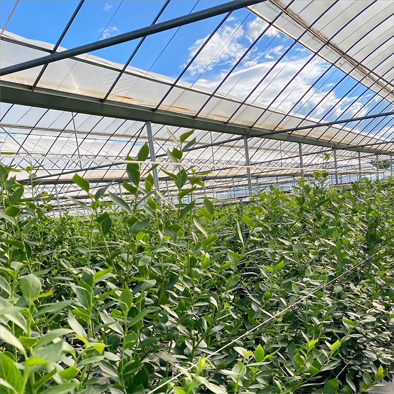 Film multi-span greenhouse