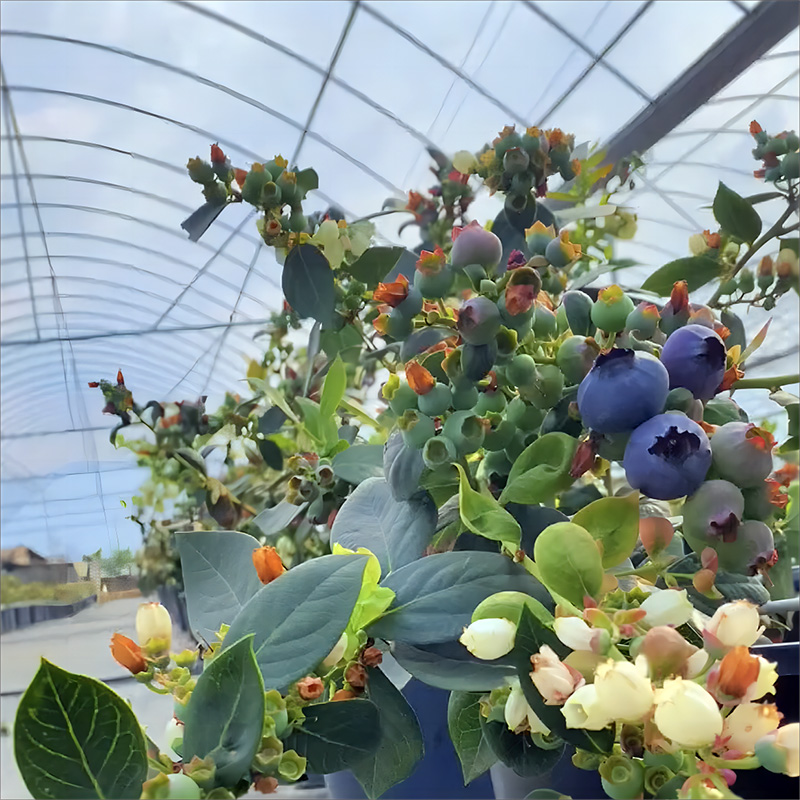 Film multi-span greenhouse