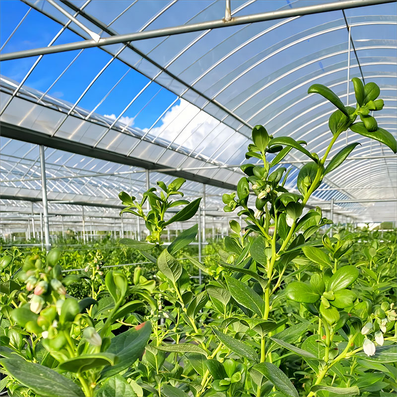 Film multi-span greenhouse